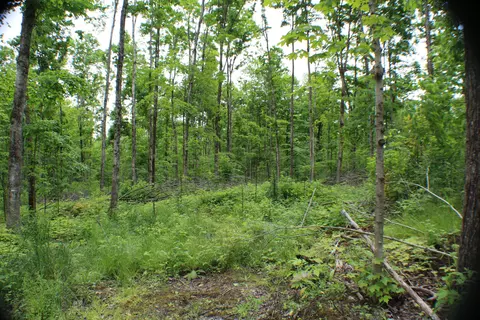 00 Mcgahan, Germfask, MI 49836 photo 20