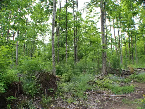 00 Mcgahan, Germfask, MI 49836 photo 19