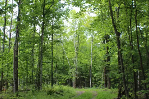 00 Mcgahan, Germfask, MI 49836 photo 4