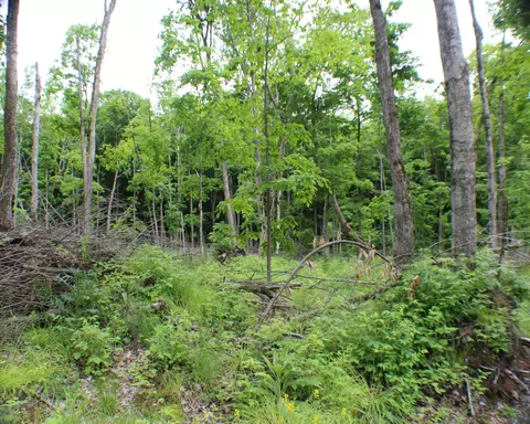 00 Mcgahan, Germfask, MI 49836 photo 21
