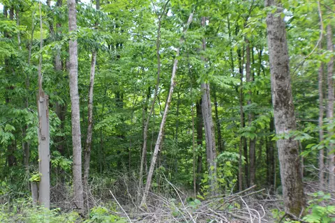 00 Mcgahan, Germfask, MI 49836 photo 17