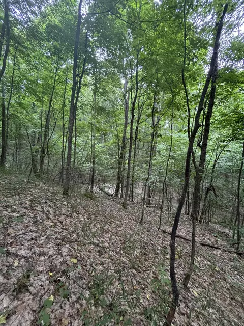 Tower Road, Vanderbilt, MI 49795 photo 2