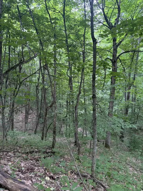 Tower Road, Vanderbilt, MI 49795 photo 5