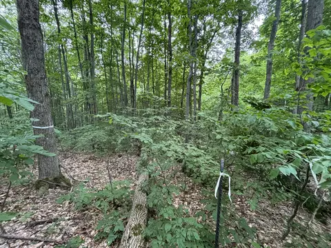 Tower Road, Vanderbilt, MI 49795 photo 3