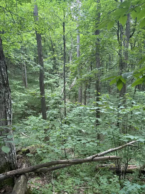 Tower Road, Vanderbilt, MI 49795 photo 4