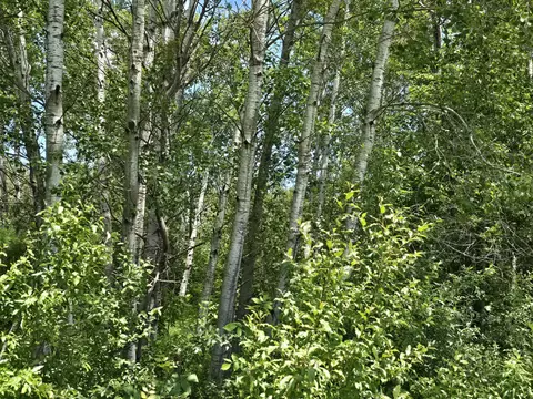 N Everett Road, Roscommon, MI 48653 photo 11