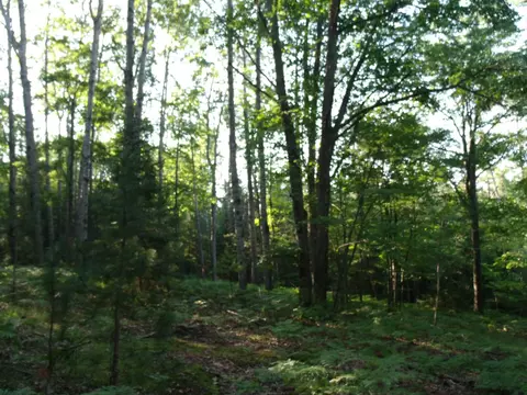 Black Mountain Road, Onaway, MI 49765