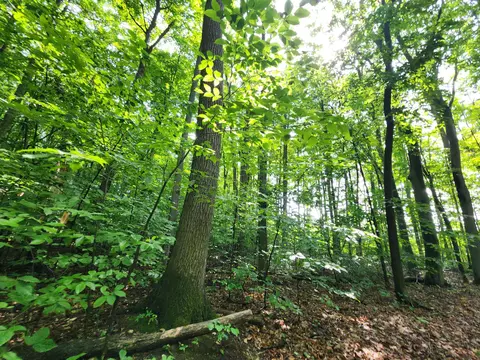2455 E Kneeland Road Fairview Mi 48621 Rd, Fairview, MI 48621 photo 17