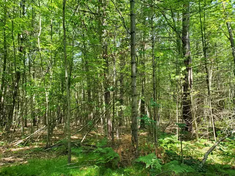 lot S 5 6 Doyle Trl #1.04, Houghton Lake, MI 48629