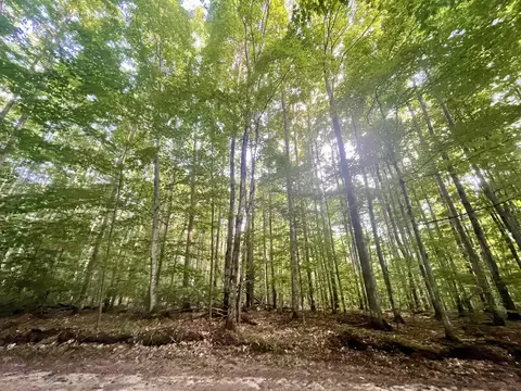 Tower Trail, Gaylord, MI 49735