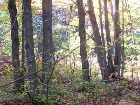 Off Walker Road #20 ACRES, Afton, MI 49705