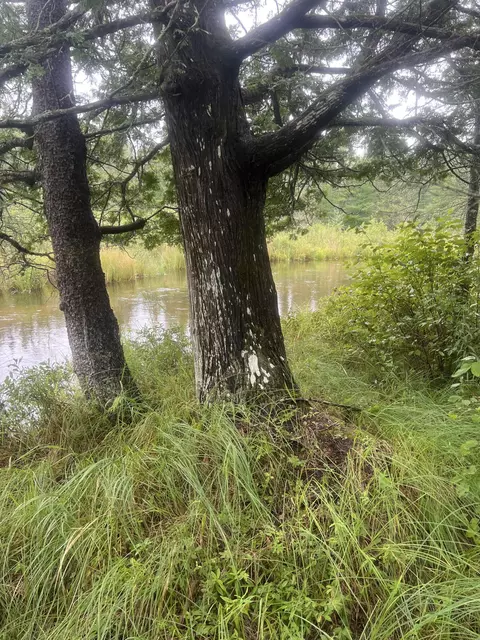 white pine drive #( 33 & ISLAND), Frederic, MI 49733 photo 9
