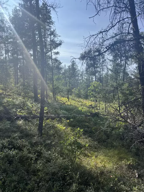 Sandy Trail, Grayling, MI 49738 photo 6