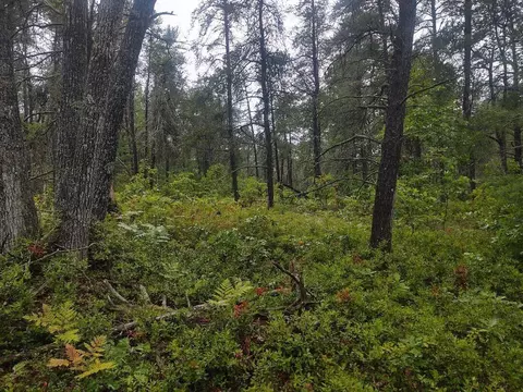 Nha Camp Road, Ocqueoc, MI 49759