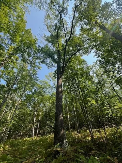 19 E 8 Acres E Pere Cheney Road Ne 14 Of Nw 14 Roscommon Mi 48653 Rd #NE 1/4 OF NW 1/4, Roscommon, MI 48653