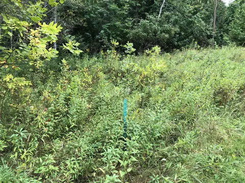 Bluffs Highway, Onaway, MI 49765 photo 8