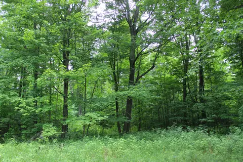 Callahan Trail, Frederic, MI 49733
