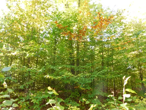 Ken Pen Drive, Frederic, MI 49733 photo 6