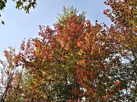 Off Walker Road, Afton, MI 49705 photo 4