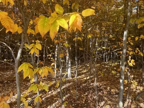 Sherman Road, Frederic, MI 49733 photo 6