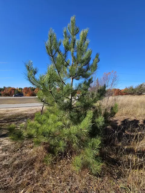 lot5 Short Ct, Gaylord, MI 49735