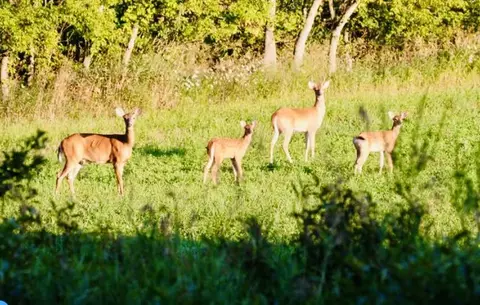 Other - 6671 E Arnold Lake Rd, Harrison, MI 48625 photo 51 of 58