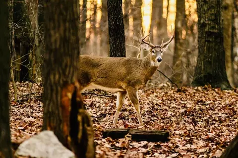 Other - 6671 E Arnold Lake Rd, Harrison, MI 48625 photo 50 of 58