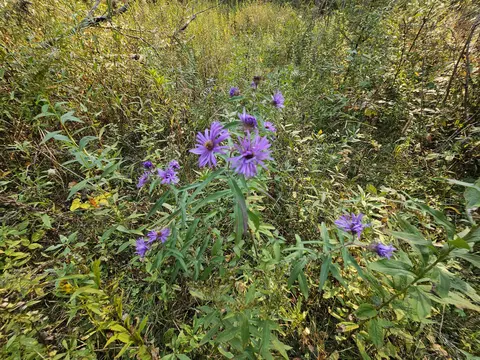 Off Walker Road, Afton, MI 49705 photo 11