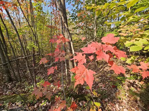 Off Walker Road, Afton, MI 49705 photo 2