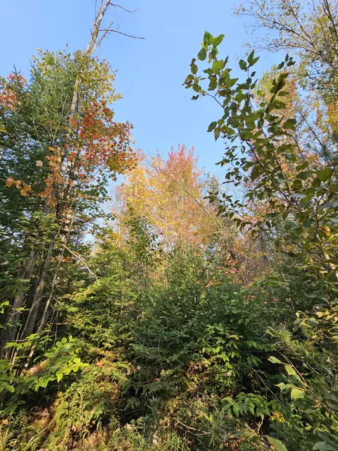 Off Walker Road, Afton, MI 49705 photo 8
