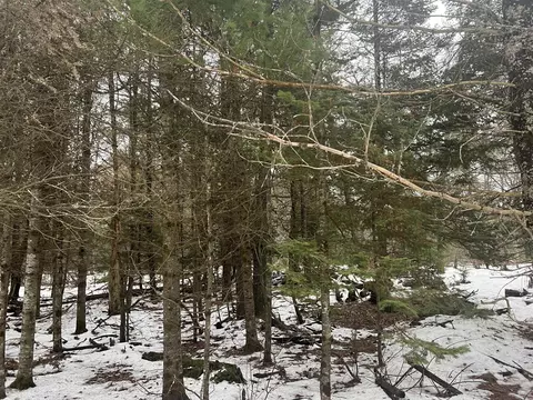 Parcel B Elbow Trail, Grayling, MI 49738 photo 7