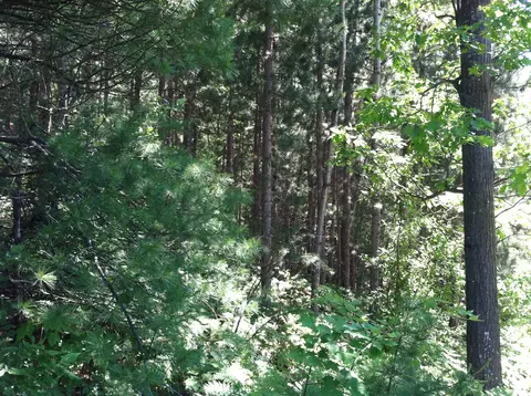 forest hills drive, Spruce, MI 48762 photo 4