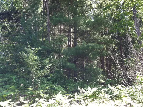 forest hills drive, Spruce, MI 48762 photo 3