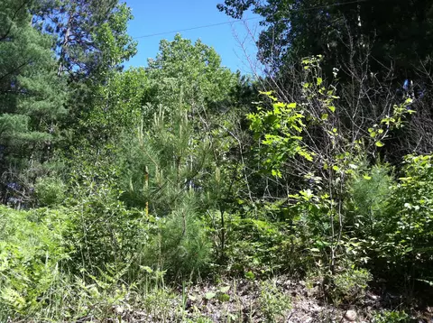 forest hills drive, Spruce, MI 48762