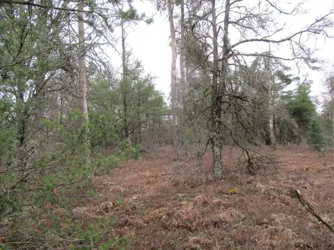 1604 Valhalla #2.5 ACRES, Grayling, MI 49738 photo 3