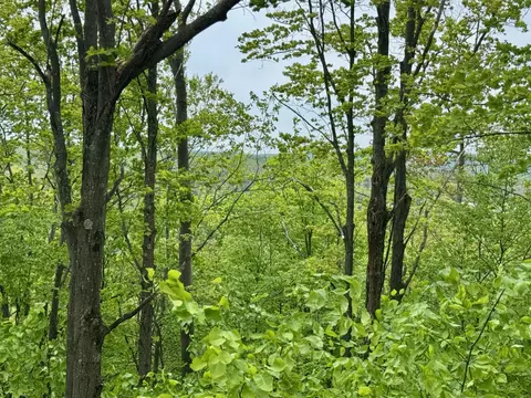 568 Alexander Rd, Vanderbilt, MI 49795