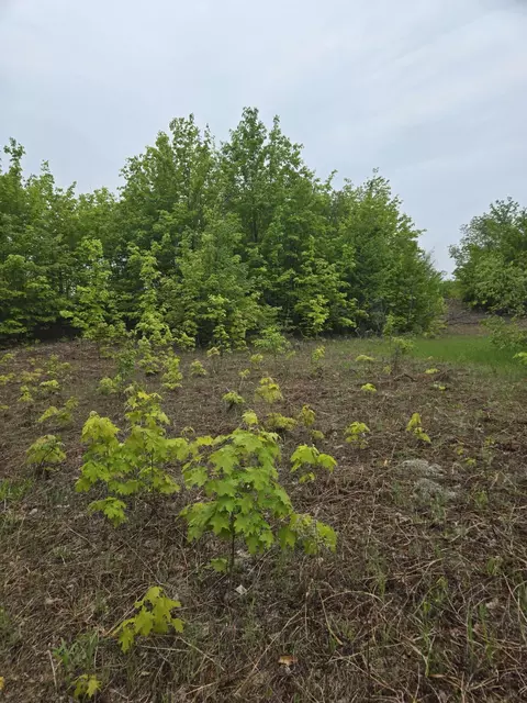 000 Durkalic Rd, Pellston, MI 49769 photo 4