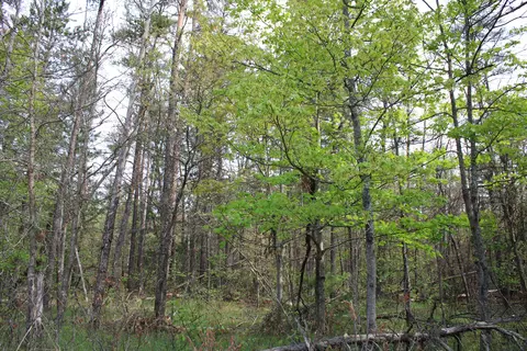 lot Apt 7 Hughes Lake Rd, Rose City, MI 48654