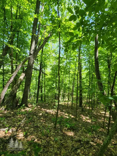 mcintire road, Comins, MI 48619 photo 4
