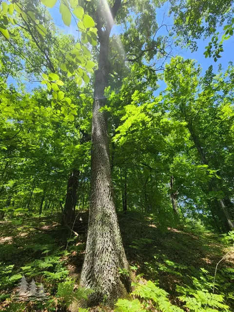mcintire road, Comins, MI 48619 photo 8