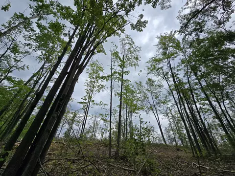 s mt tom road, Mio, MI 48647 photo 16