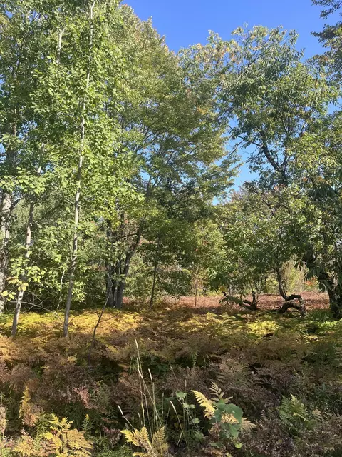 lot1009 Wrenwood Dr, Mancelona, MI 49659