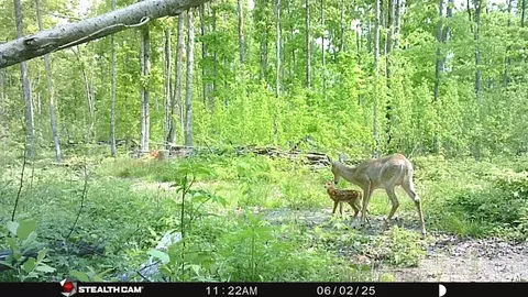 00 Soderquiest #20 ACRES, Mancelona, MI 49659 photo 9