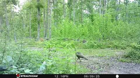 00 Soderquiest #20 ACRES, Mancelona, MI 49659 photo 11