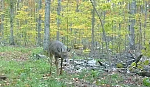 00 Soderquiest #20 ACRES, Mancelona, MI 49659 photo 10