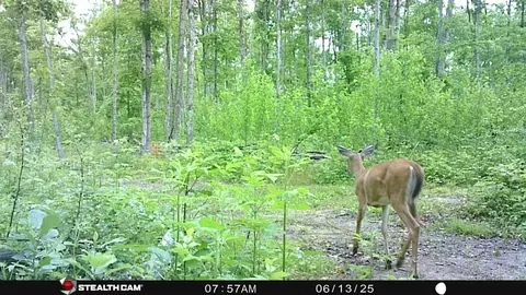 00 Soderquiest #20 ACRES, Mancelona, MI 49659 photo 7