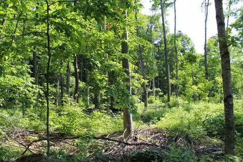 00 Mcgahn #115 ACRES, Germfask, MI 49836 photo 16