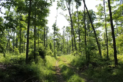 00 Mcgahn #115 ACRES, Germfask, MI 49836 photo 15