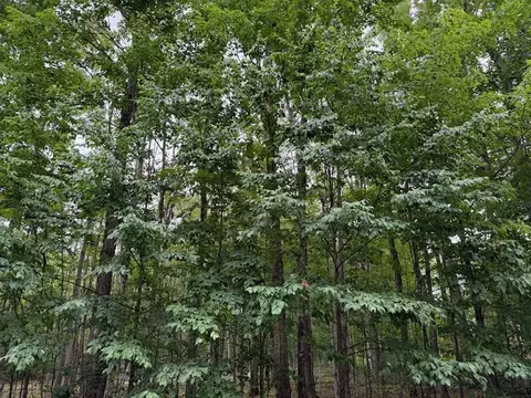11175 Hassler Woods Trl, Alanson, MI 49706