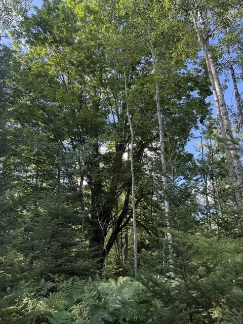 50 Acres Herron Rd, Alpena, MI 49707